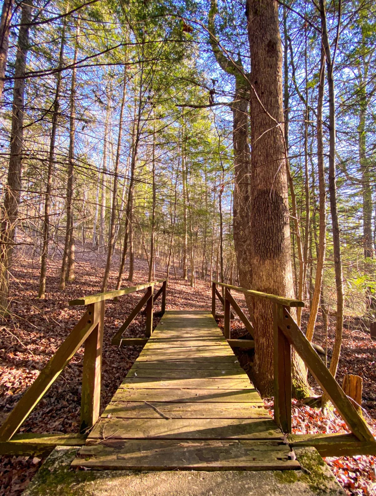 Grayson Lake Nature Trail featured image