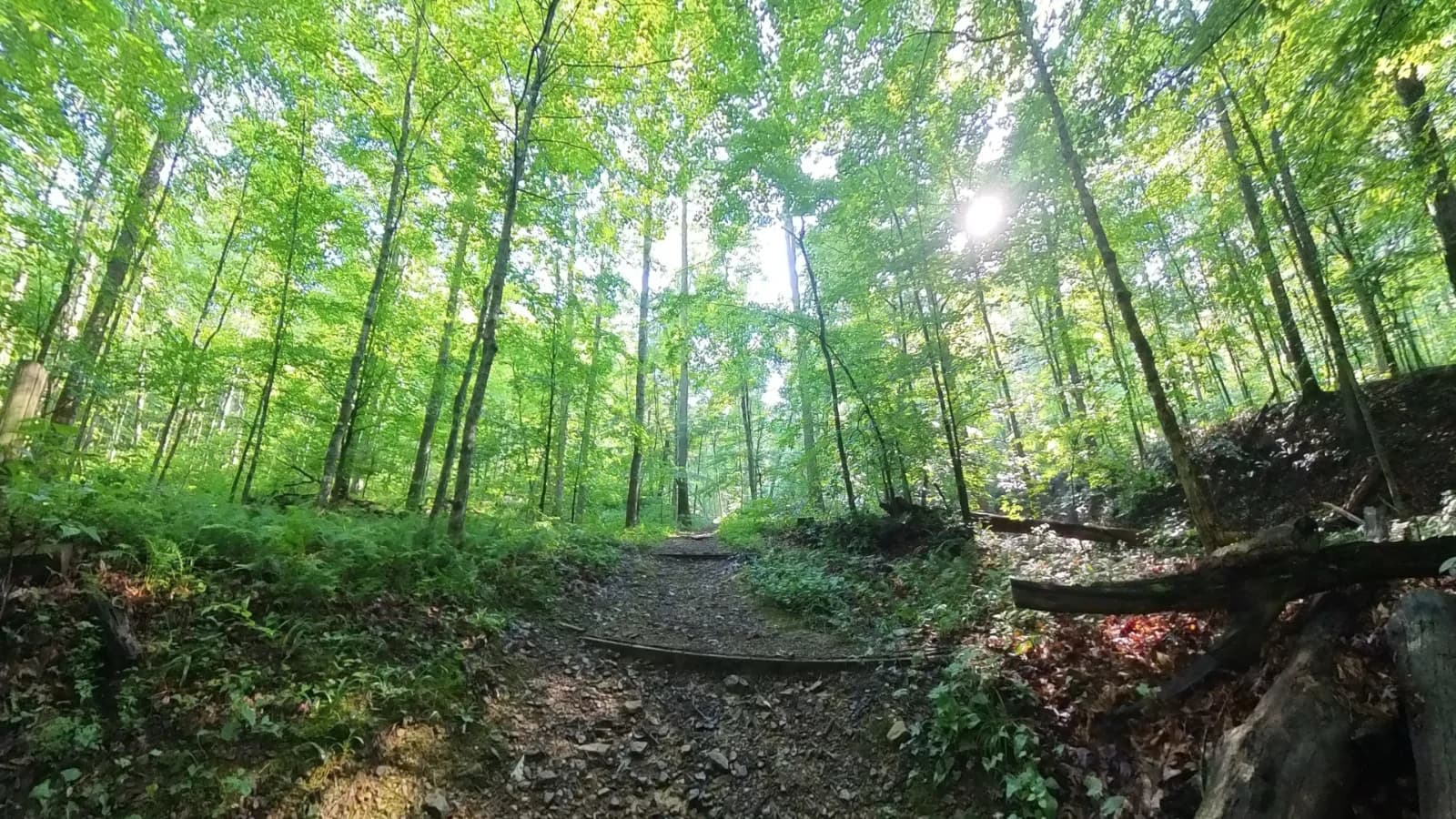 Rodburn Hollow Park Trail featured image